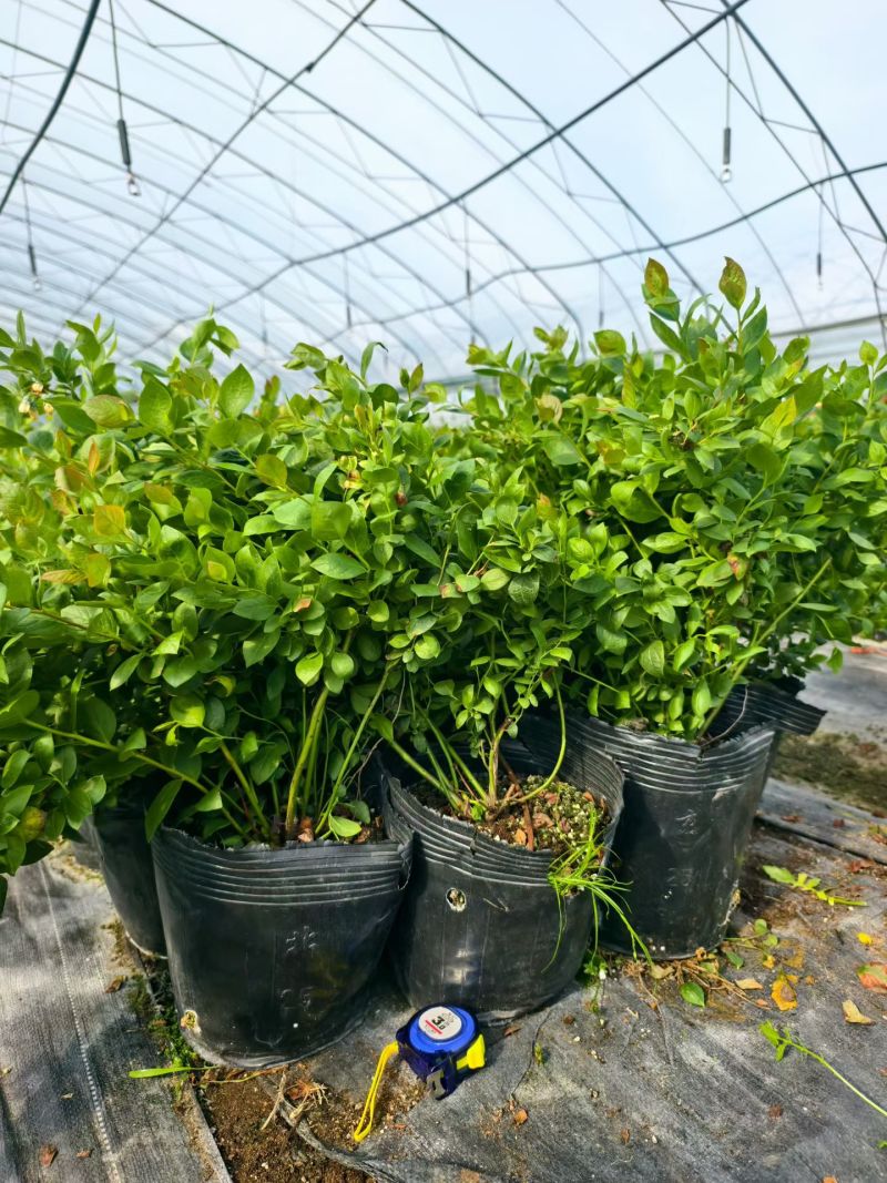 德雷铂蓝莓苗组培育苗大小苗都有