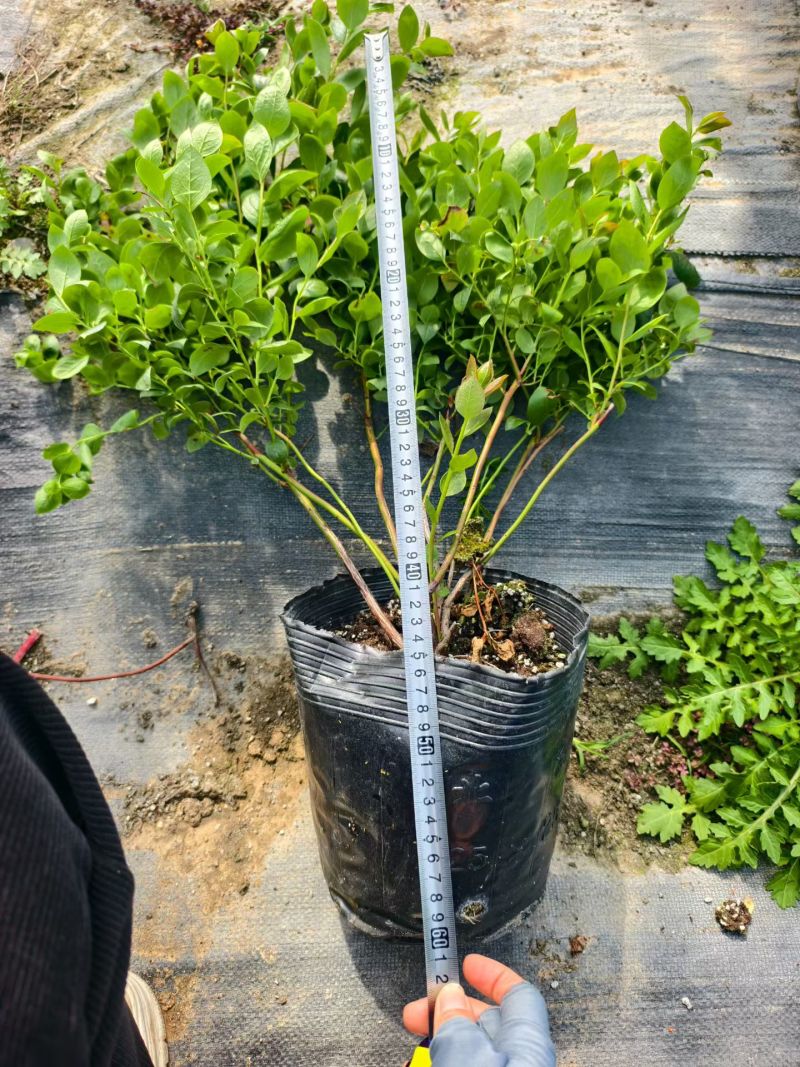 德雷铂蓝莓苗组培育苗大小苗都有