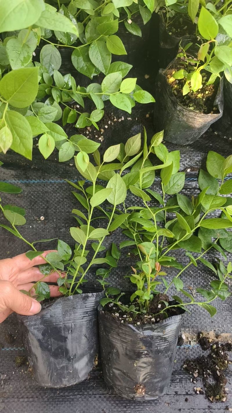 德雷铂蓝莓苗组培育苗大小苗都有