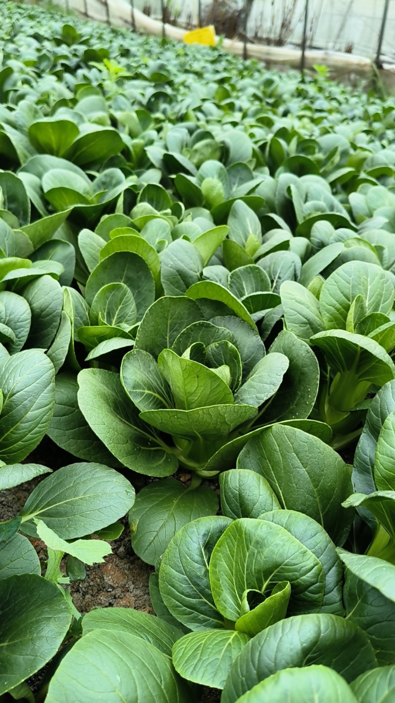 当季大棚大量矮脚菜，需要可以咨询联系我排单收割
