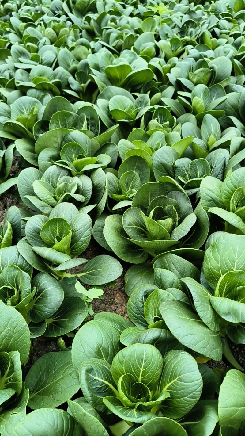 当季大棚大量矮脚菜，需要可以咨询联系我排单收割