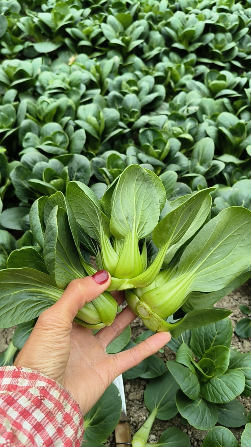 当季大棚大量矮脚菜，需要可以咨询联系我排单收割