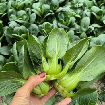 当季大棚大量矮脚菜，需要可以咨询联系我排单收割