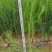 马尾松容器苗，高度20-80厘米！