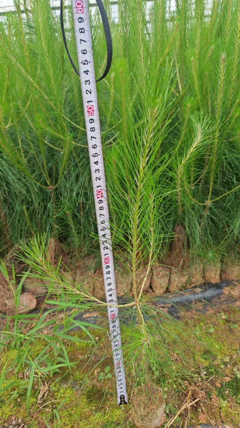马尾松容器苗，高度20-80厘米！