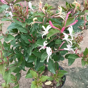 诚信经营红色金银花苗，根系发达成活率高，可观赏，可做茶