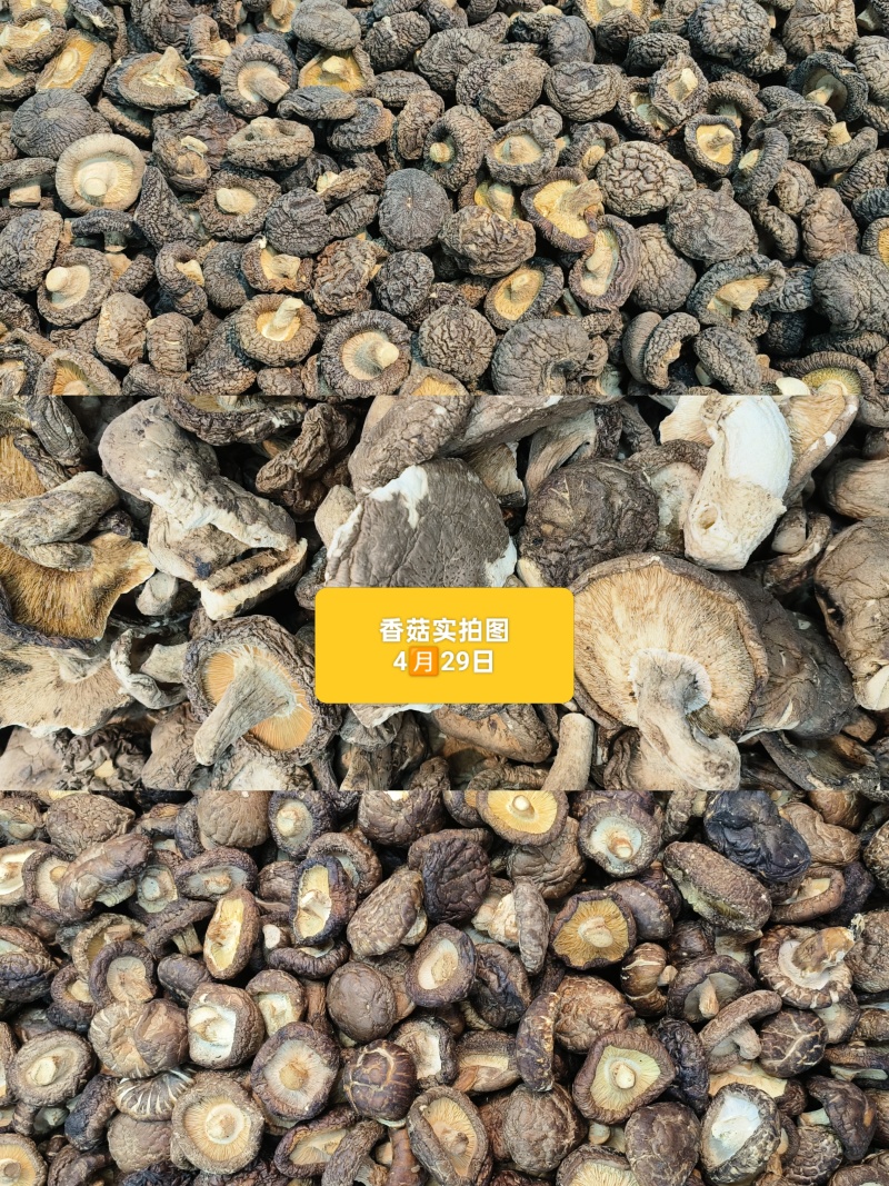 严选干香菇无根肉厚小香菇冬菇干货煲汤菌菇