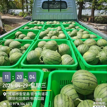 2026年西瓜上市中各位老板请查收