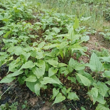 小叶红花百部种苗广西基地直供质量保证一手货源全国发货