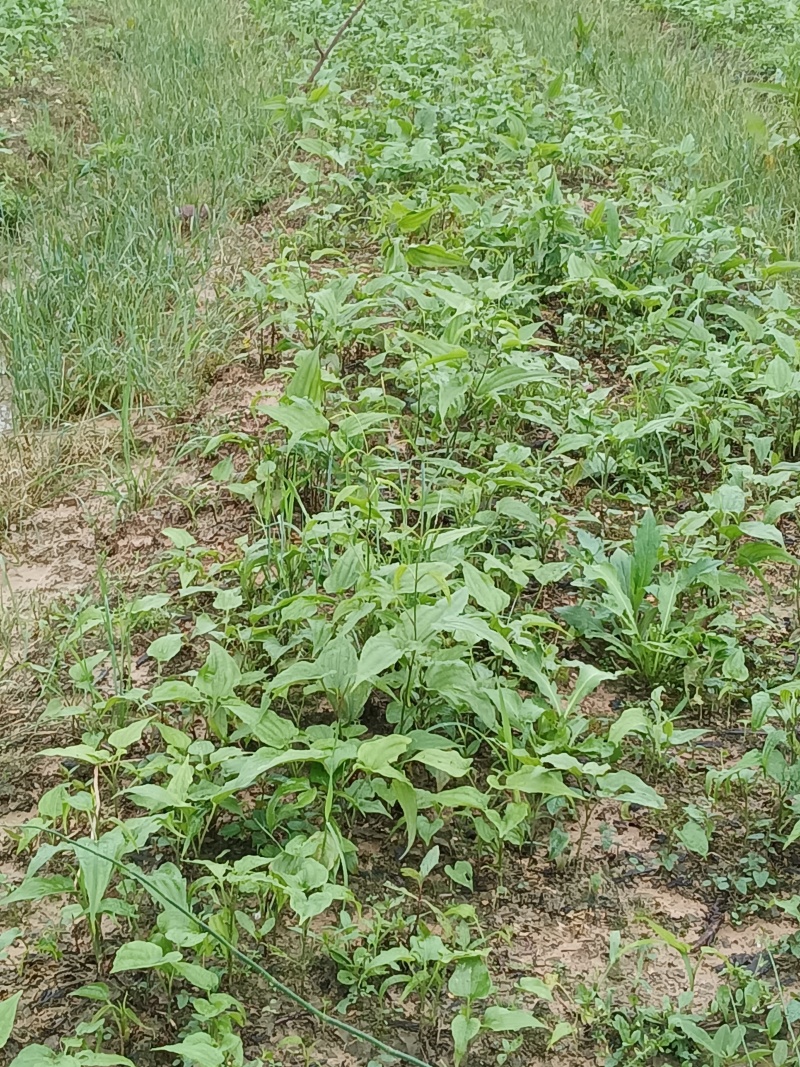 小叶红花百部种苗广西基地直供质量保证一手货源全国发货