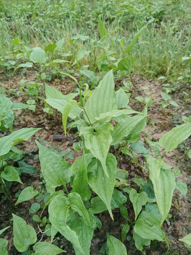 小叶红花百部种苗广西基地直供质量保证一手货源全国发货
