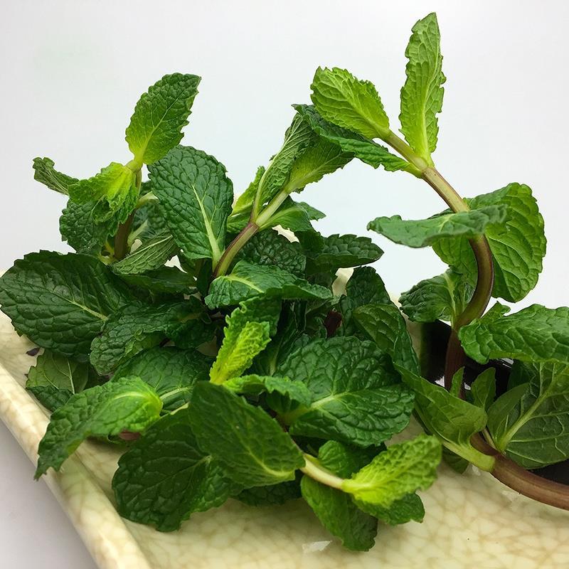 薄荷