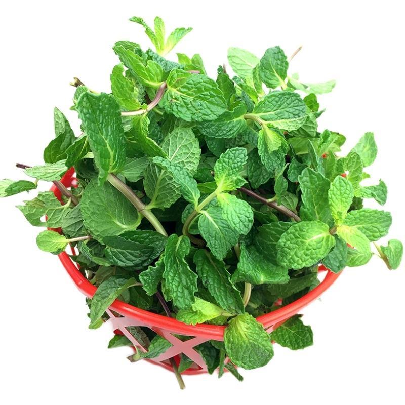 薄荷