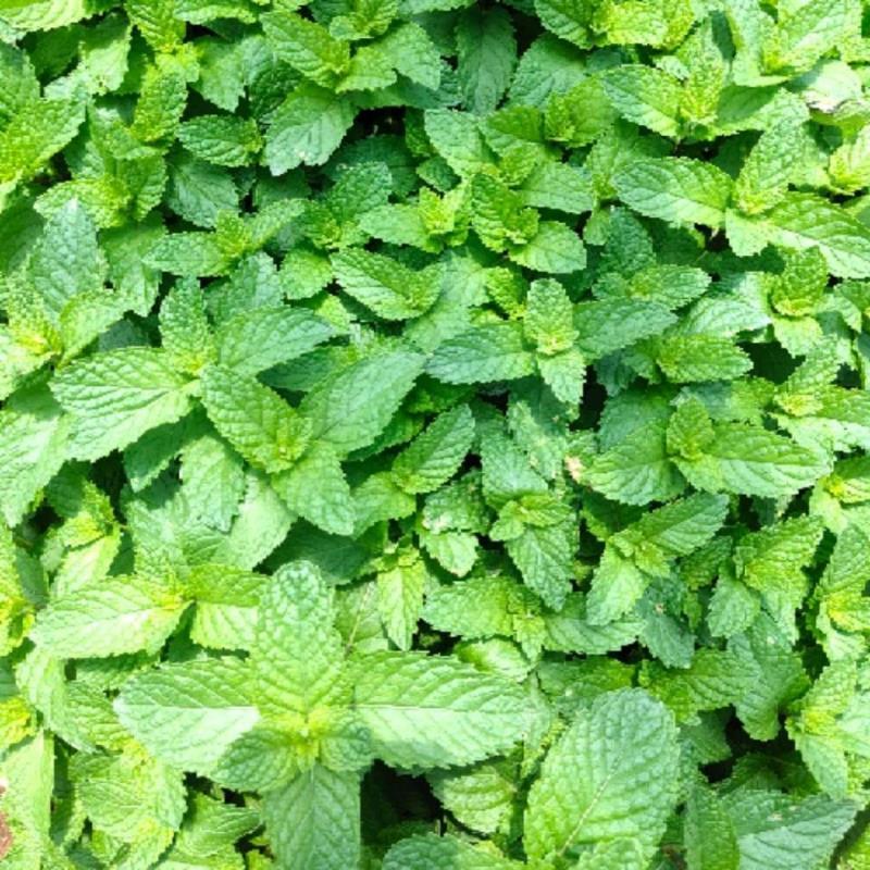 薄荷