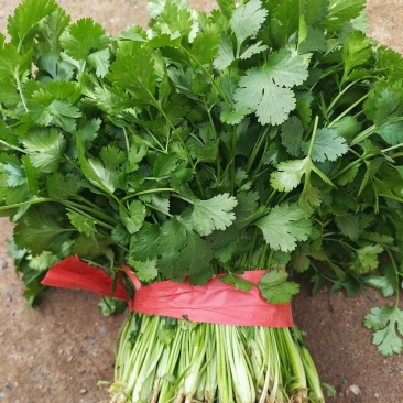 大叶香菜价位不高