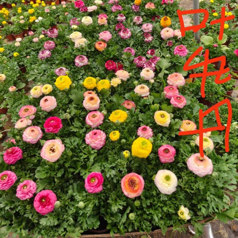 芹叶牡丹