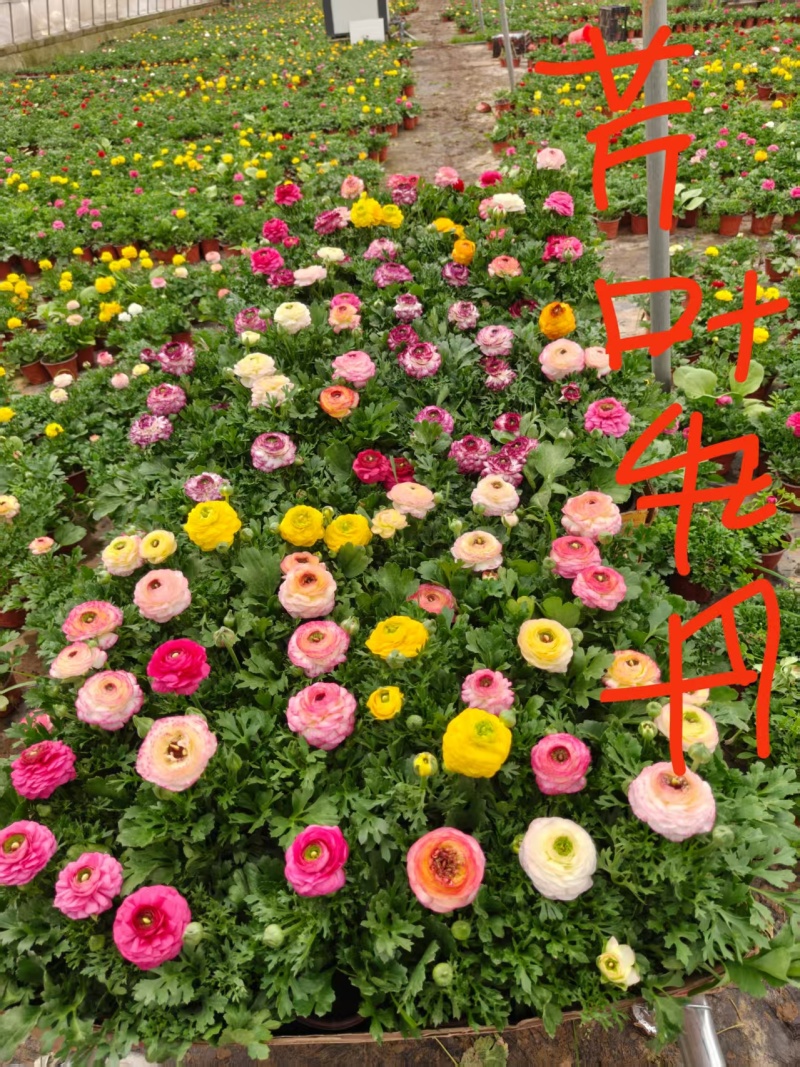 芹叶牡丹