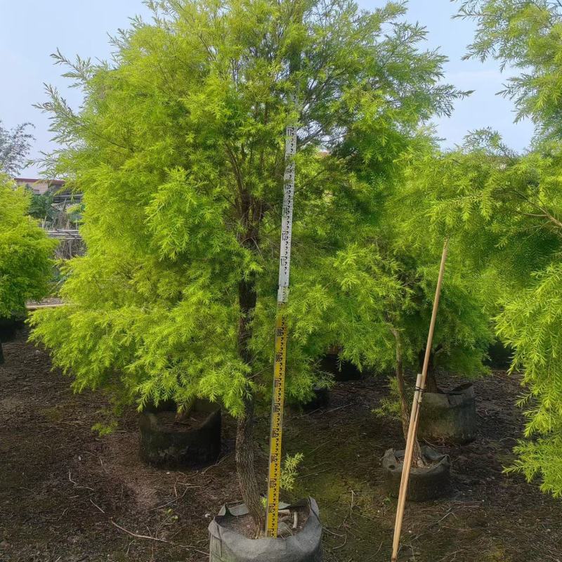 2604苗圃供应黄金香柳千层金树袋苗3-8