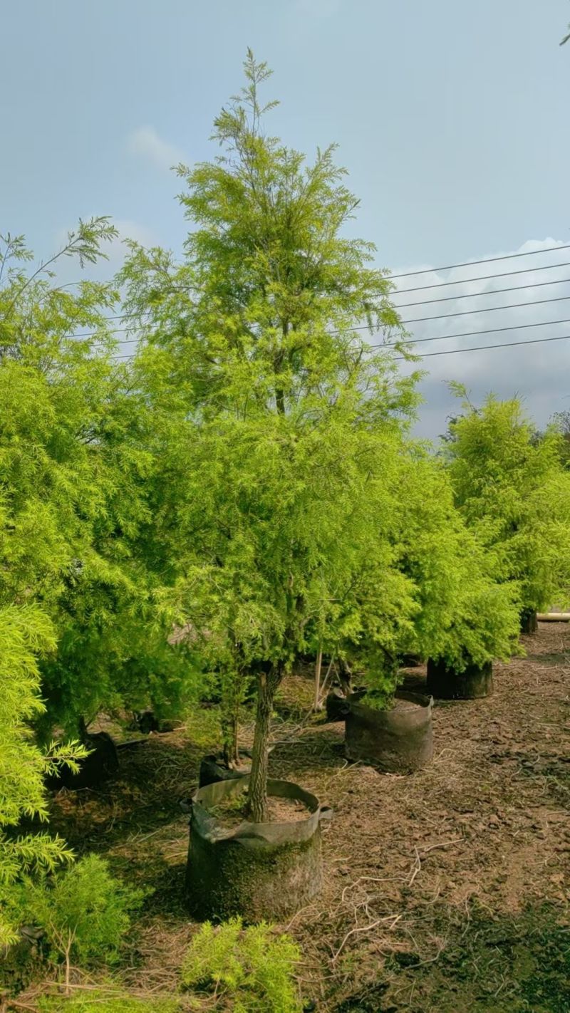 2604苗圃供应黄金香柳千层金树袋苗3-8
