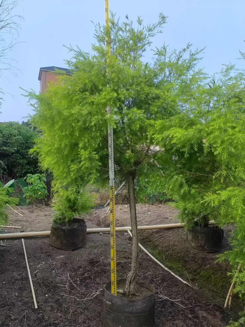2604苗圃供应黄金香柳千层金树袋苗3-8