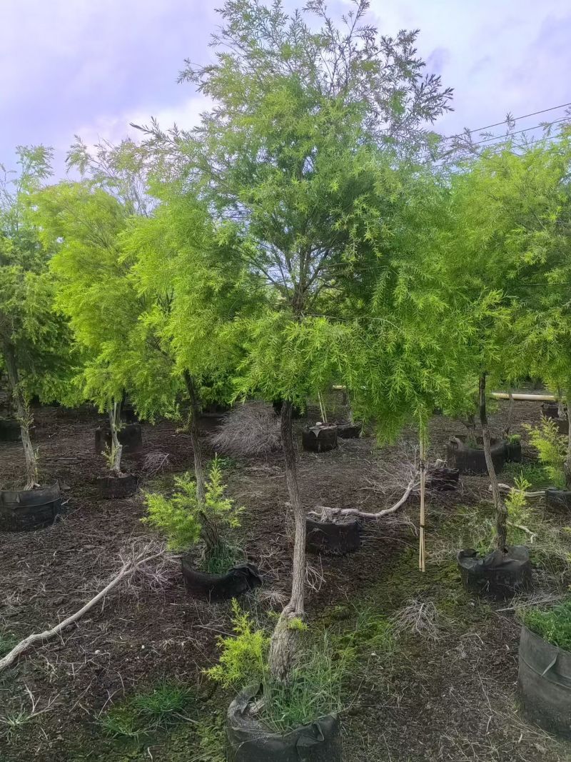 2604苗圃供应黄金香柳千层金树袋苗3-8