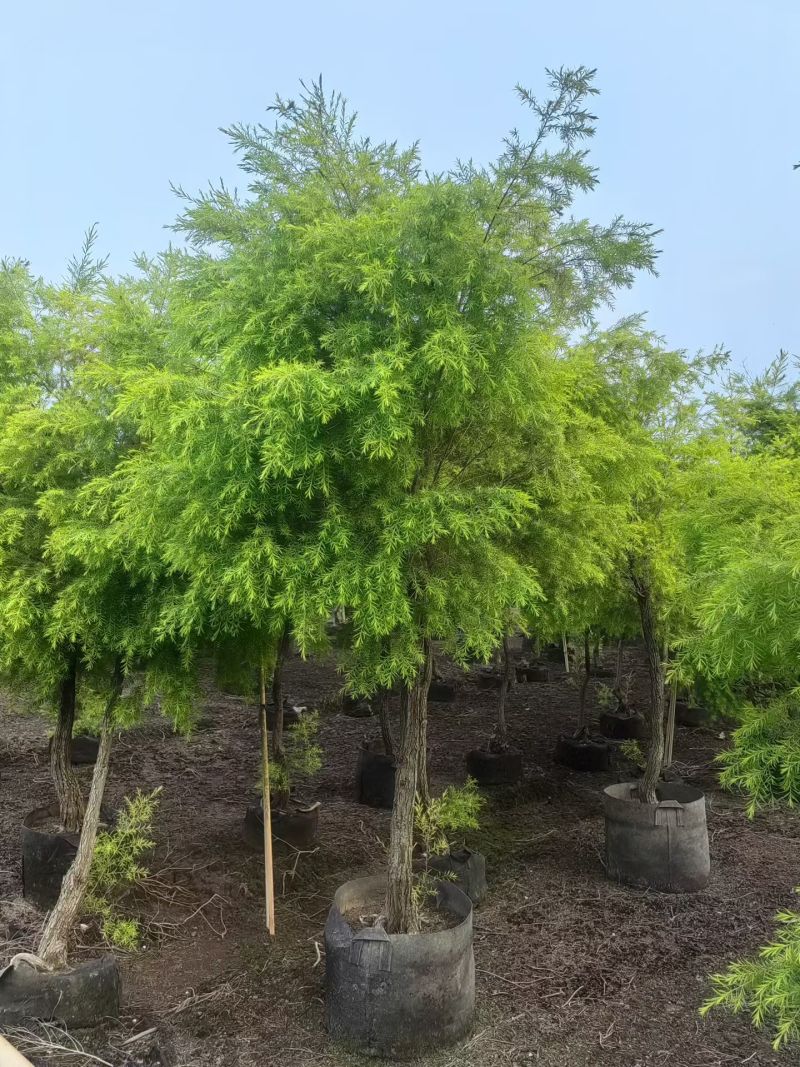 2604苗圃供应黄金香柳千层金树袋苗3-8