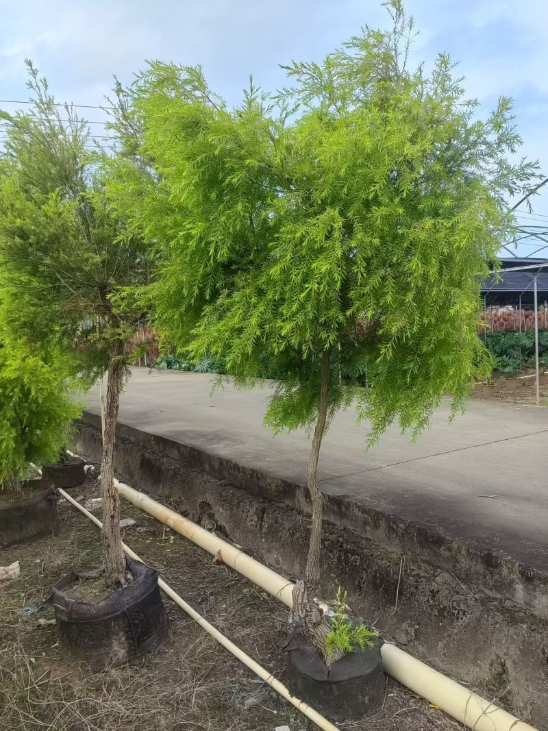 2604苗圃供应黄金香柳千层金树袋苗3-8