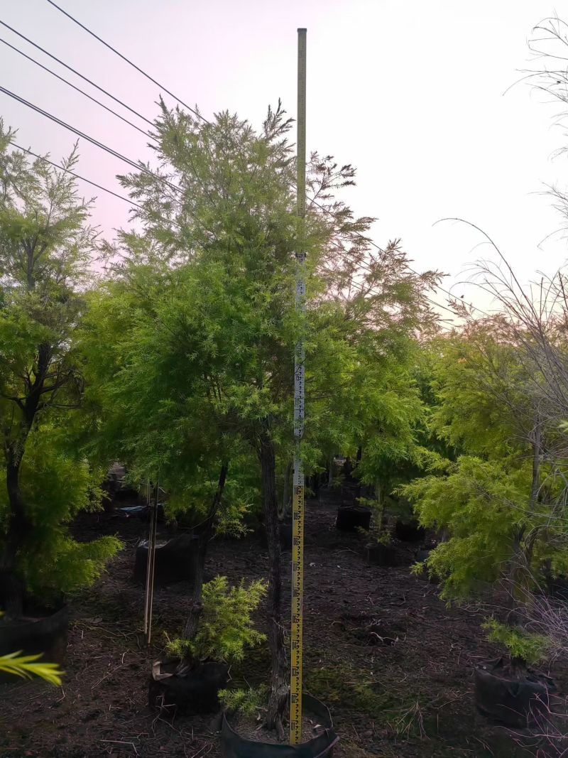 2604苗圃供应黄金香柳千层金树袋苗3-8