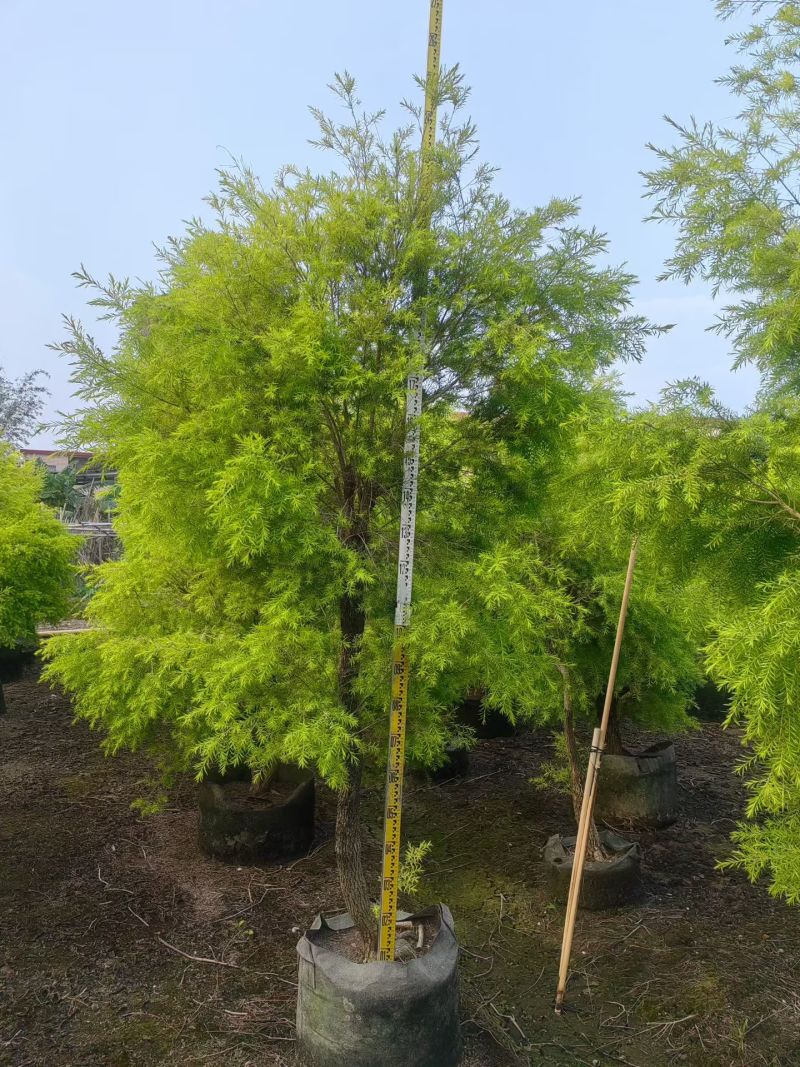 2604苗圃供应黄金香柳千层金树袋苗3-8