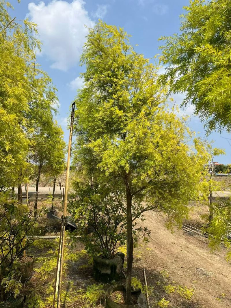 2604苗圃供应黄金香柳千层金树袋苗3-8