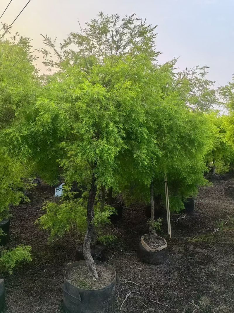 2604苗圃供应黄金香柳千层金树袋苗3-8