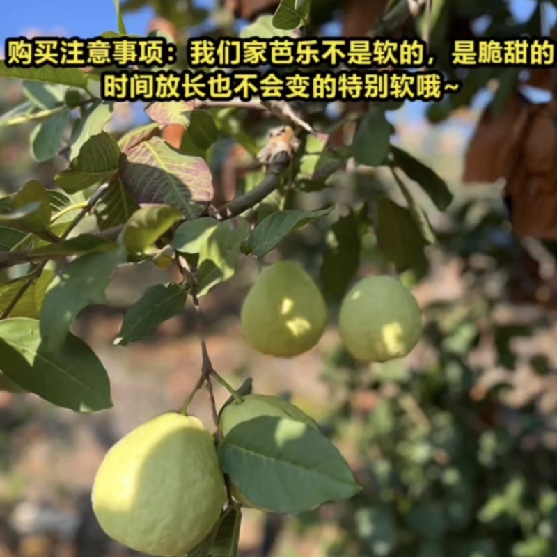 芭乐番石榴