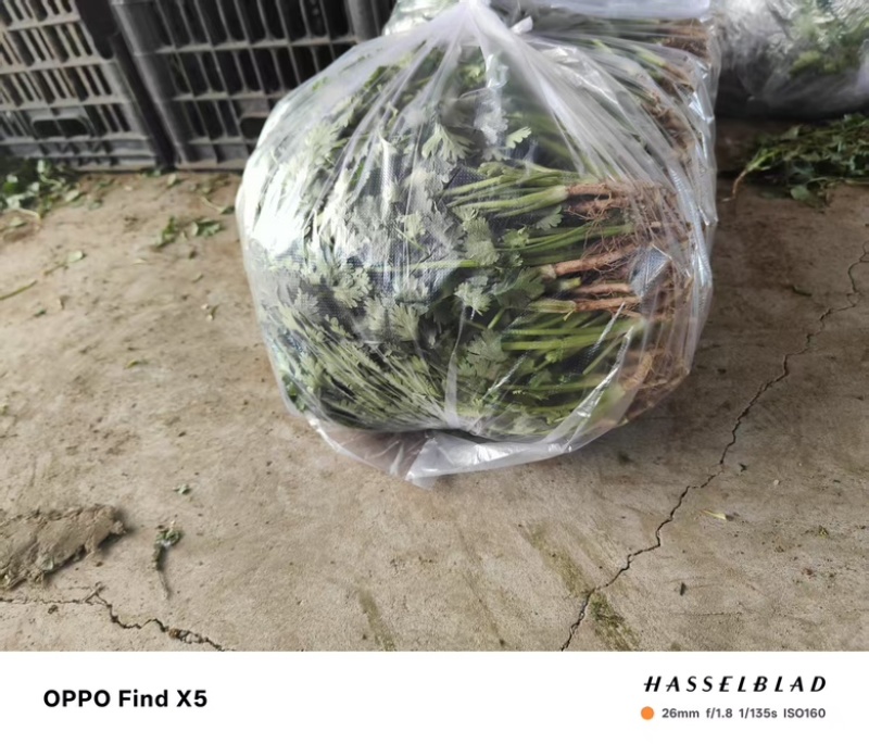 精品香菜，口感丰富营养健康，价格美丽，欢迎咨询订购