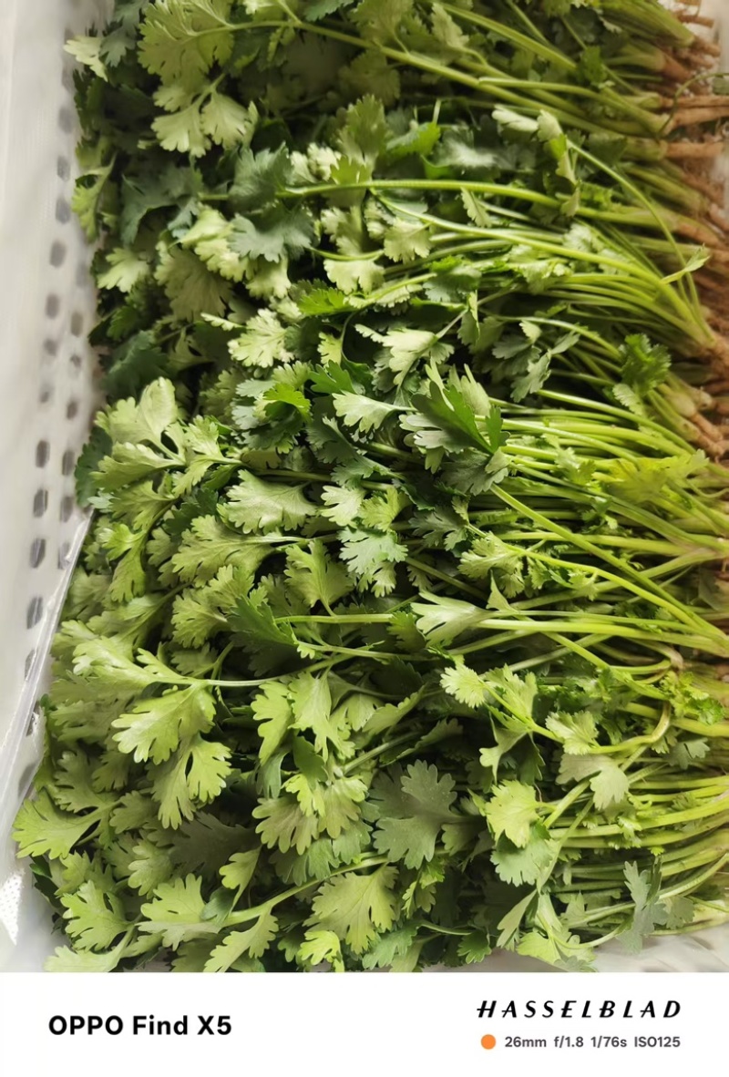 精品香菜，口感丰富营养健康，价格美丽，欢迎咨询订购
