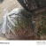精品香菜，口感丰富营养健康，价格美丽，欢迎咨询订购