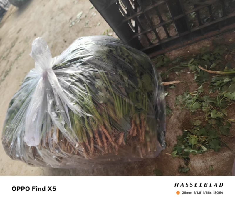 精品香菜，口感丰富营养健康，价格美丽，欢迎咨询订购