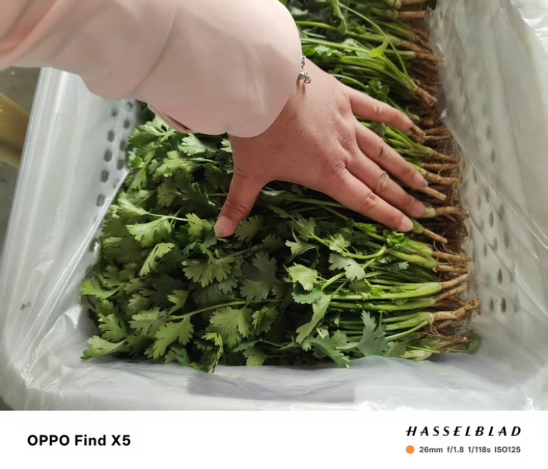 精品香菜，口感丰富营养健康，价格美丽，欢迎咨询订购