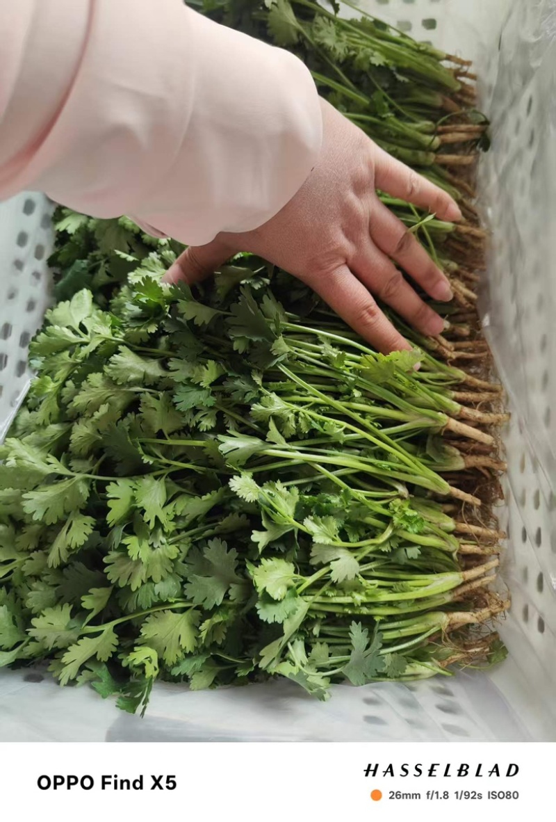精品香菜，口感丰富营养健康，价格美丽，欢迎咨询订购