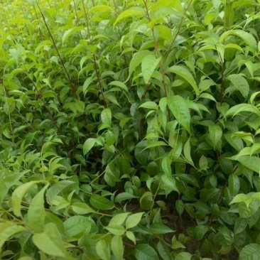 岗梅中药材岗梅30万苗25-50高量大价格优惠