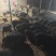 农家散养香猪