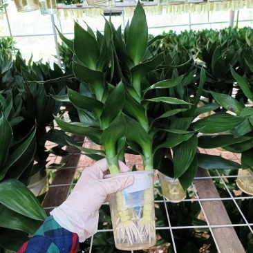 水培三颗观音竹桌面小盆栽绿植水养好活去甲醛净化空气