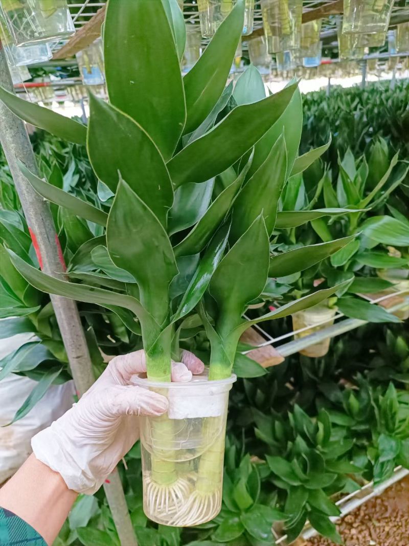 水培三颗观音竹桌面小盆栽绿植水养好活去甲醛净化空气