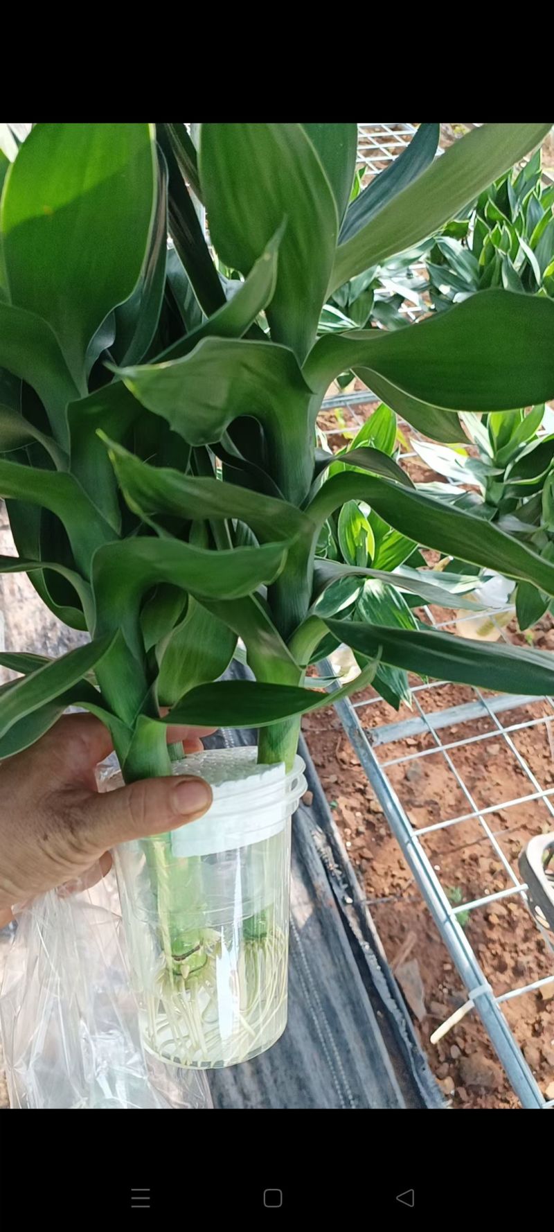 水培三颗观音竹桌面小盆栽绿植水养好活去甲醛净化空气