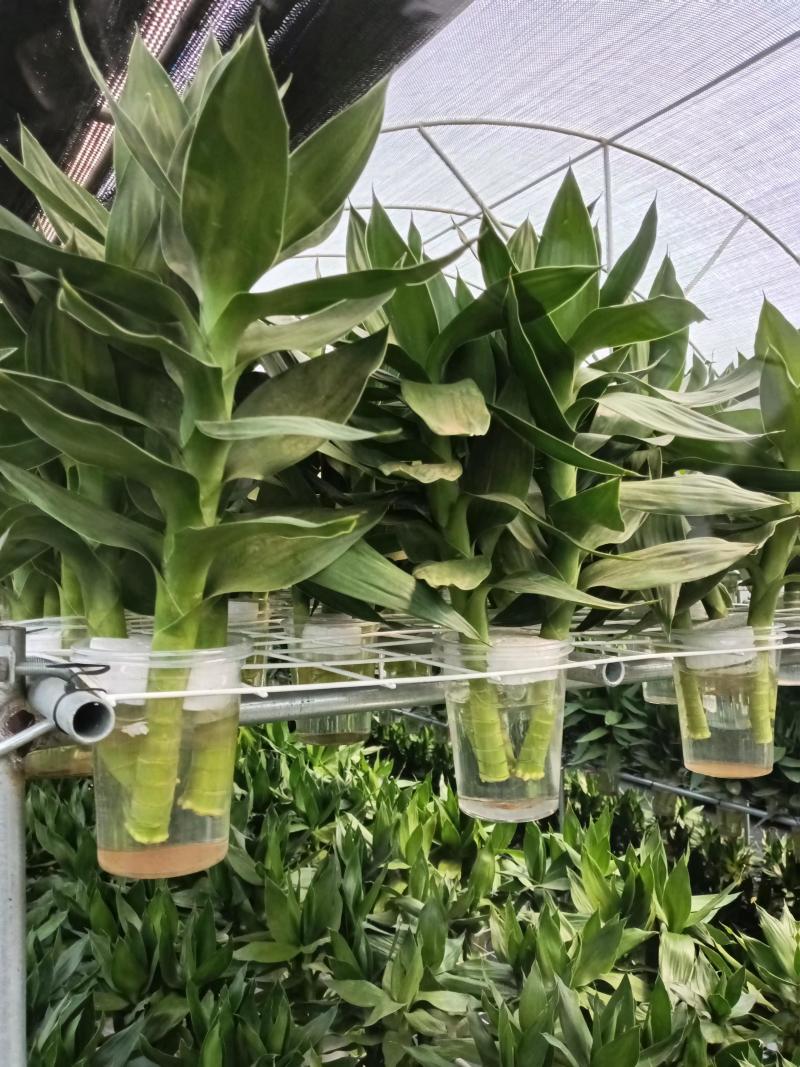 水培三颗观音竹桌面小盆栽绿植水养好活去甲醛净化空气