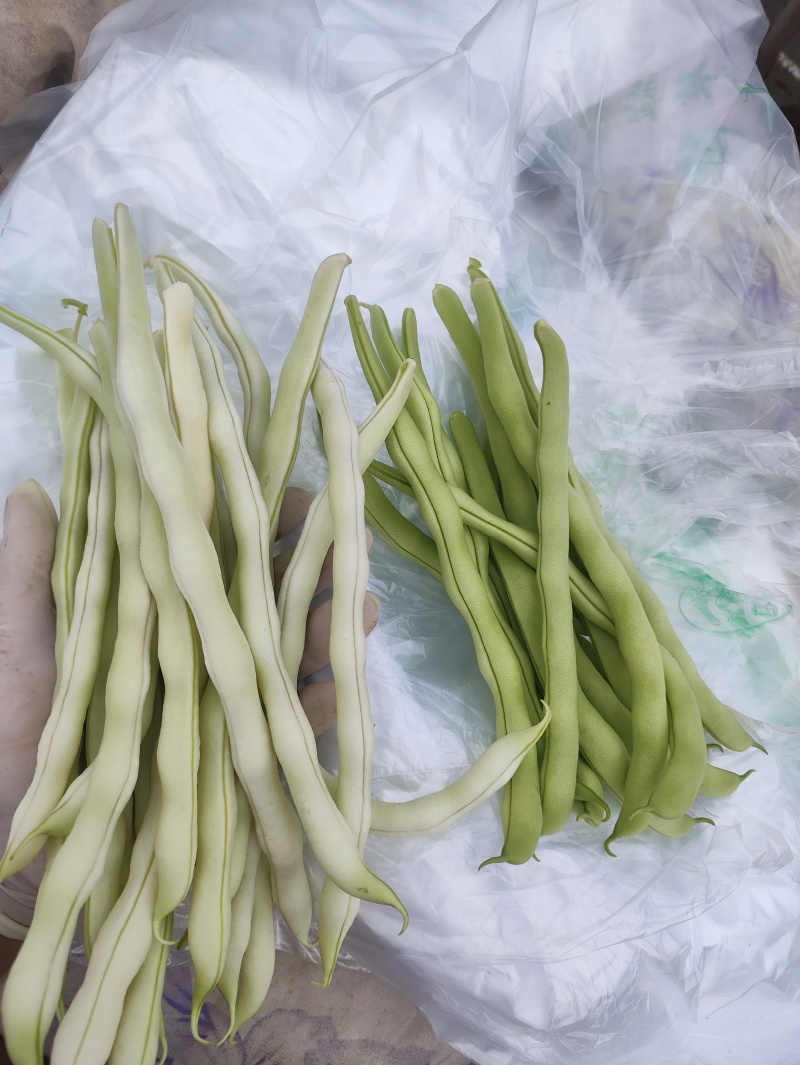 白豆王，北京本地