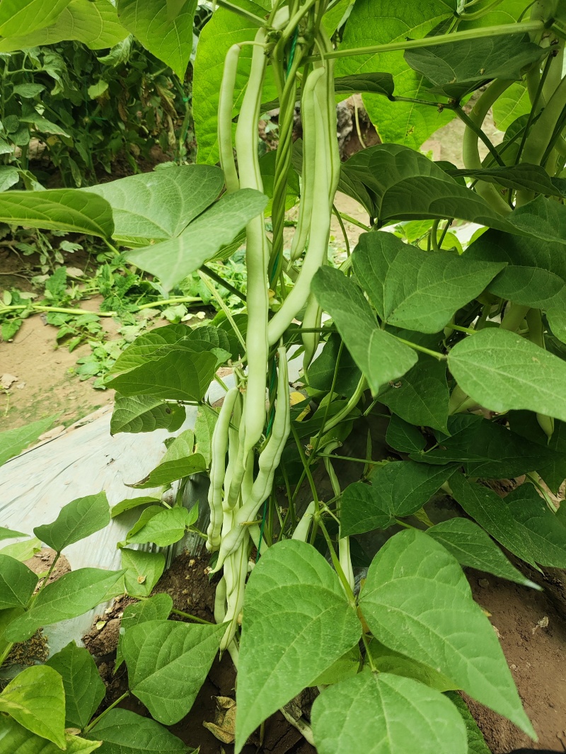 白豆王，北京本地