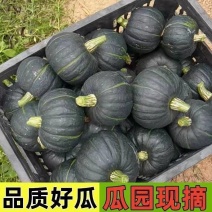《贝贝南瓜》云南贝贝/价格优惠/电商直播，市场批发