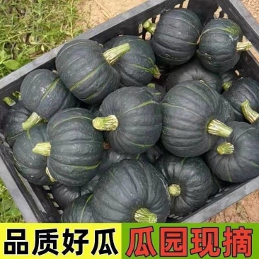 《贝贝南瓜》陕西贝贝/价格优惠/电商直播，市场批发