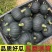 《贝贝南瓜》陕西贝贝/价格优惠/电商直播，市场批发