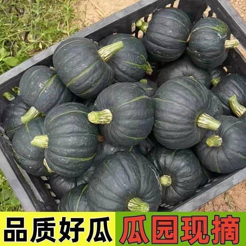 《贝贝南瓜》陕西贝贝/价格优惠/电商直播，市场批发
